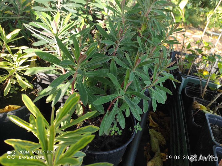 Молочай миндалевидный