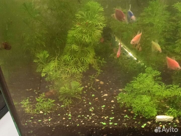Для аквариума