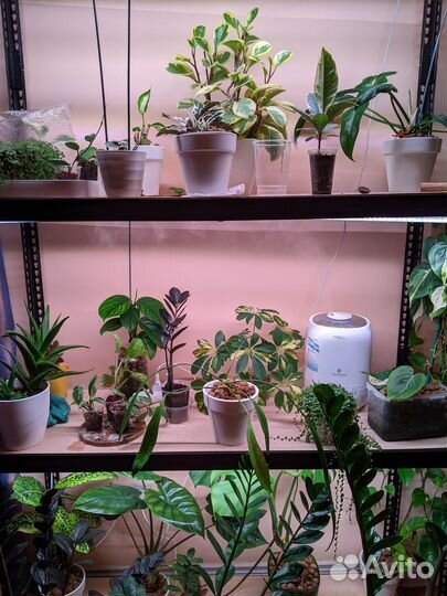 Эпипремнумы, филодендроны и другие растения