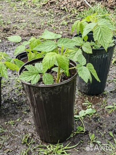 Саженцы малины 