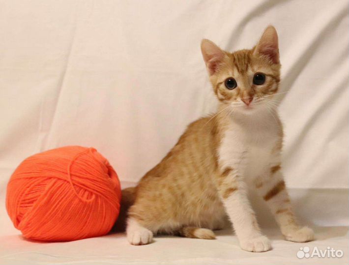 Рыжики в дар бесплатно