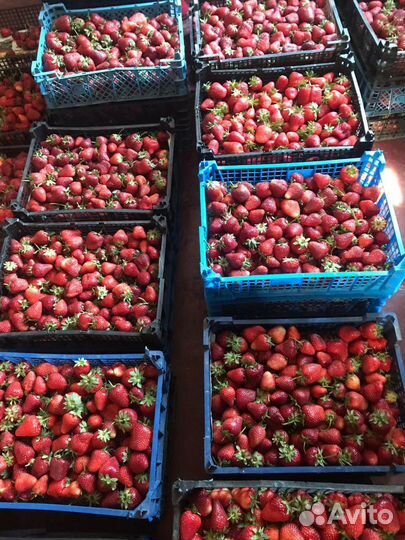 Клубника оптом и мелким оптом