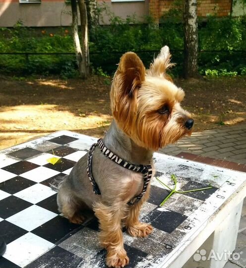 Йоркширский терьер вязка мальчик