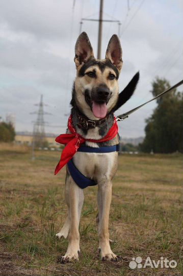 Собака в добрые руки