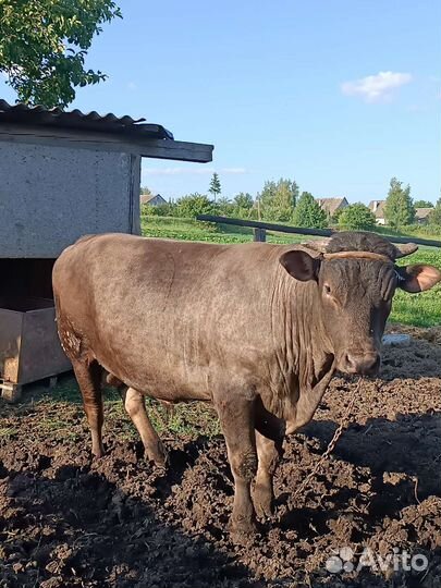 Бык на племя