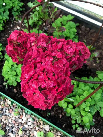 Гортензия пинк даймонд