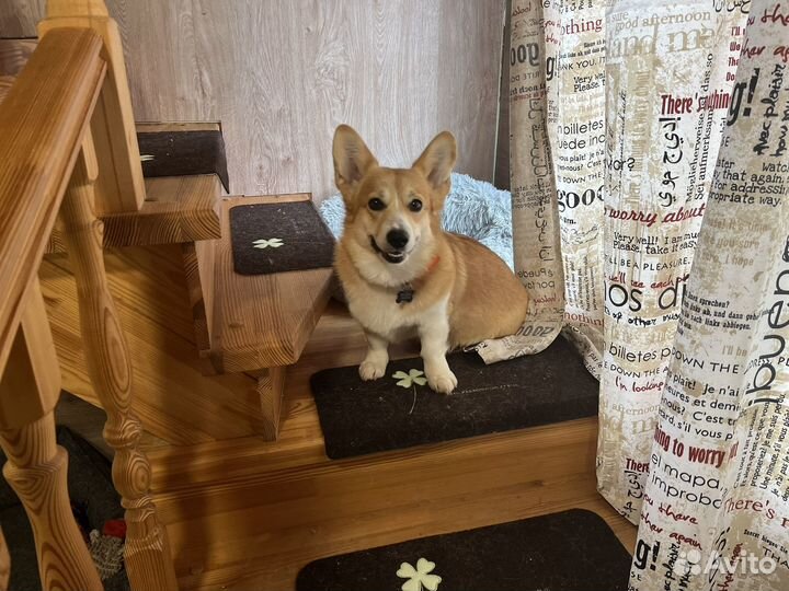 Зоогостиница для животных