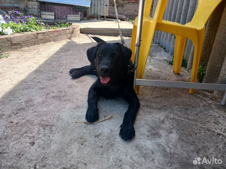 Отдам в добрые руки лабрадора