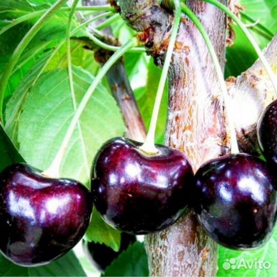 Вишня саженцы