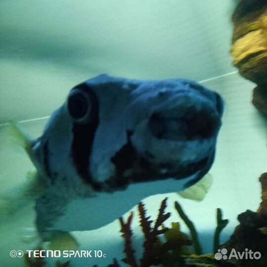 Аквариумные рыбки