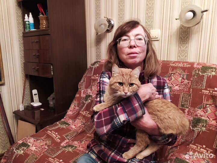 Молодой воспитанный кот ищет хозяина