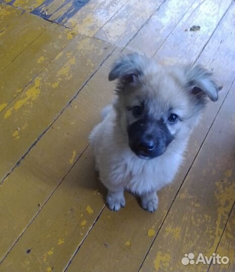 Щенок в добрые руки