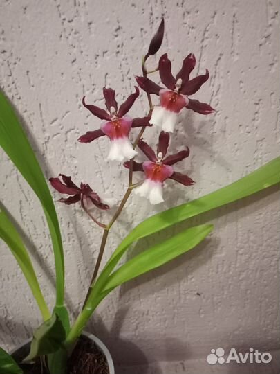 Орхидея Камбрия цветущая домашняя
