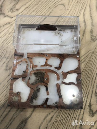 Муравьиная ферма без муравьев