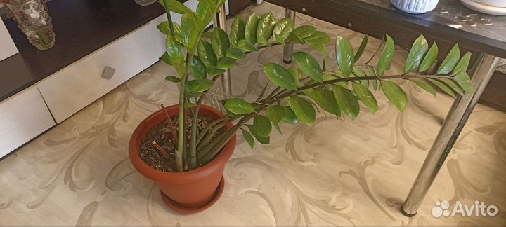 Замиокулькас