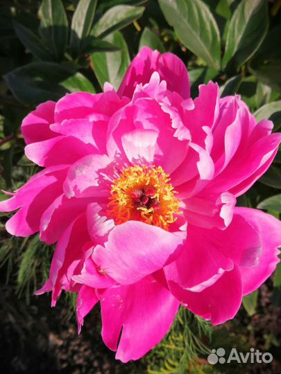 Саженцы пионов