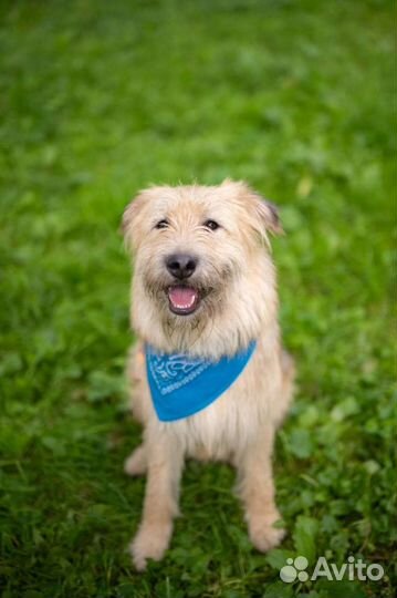 Собака Пушистик Тобиас бородатик