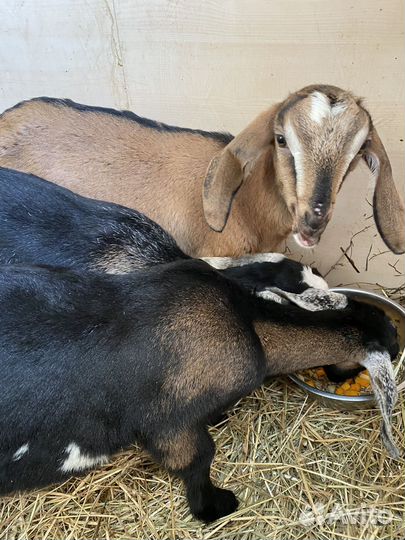 Коза чешская