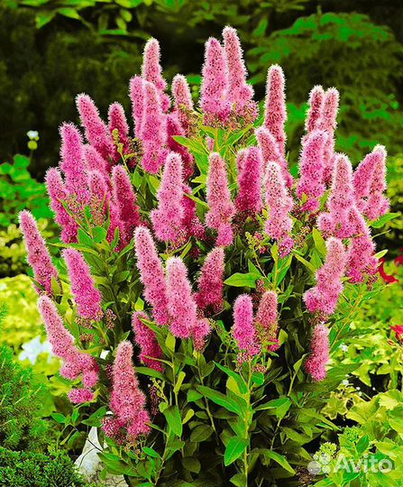 Кустарники декоративные