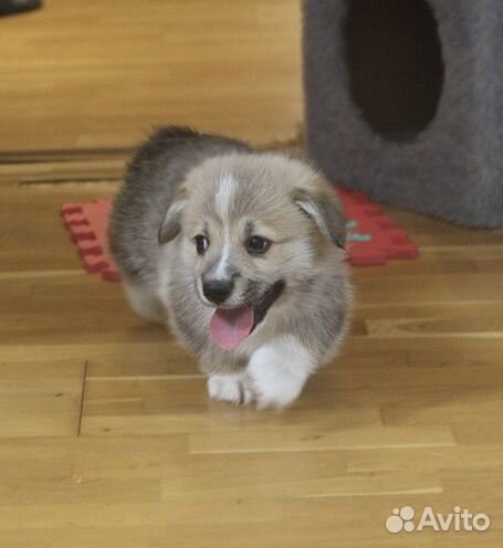 Малыши корги