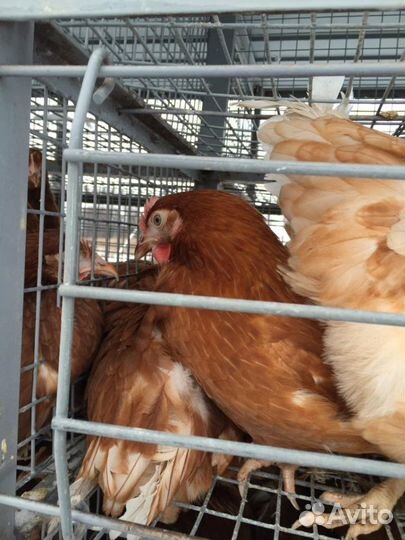 Курочки молодки ломан браун и минорка4- 5,5 мес. О