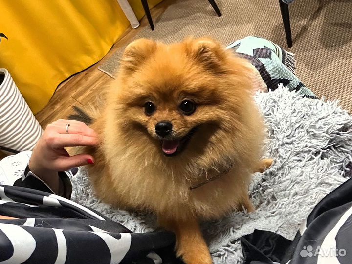 Вязка собак шпиц