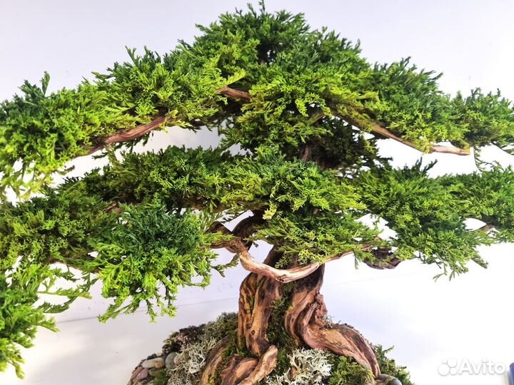 Декоративное дерево Бонсай Кедр Ливанский 50*33*33