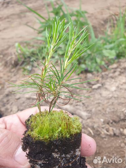 Саженцы сосны обыкновенной окс