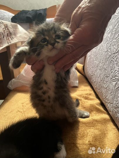 Котята ищут хозяев