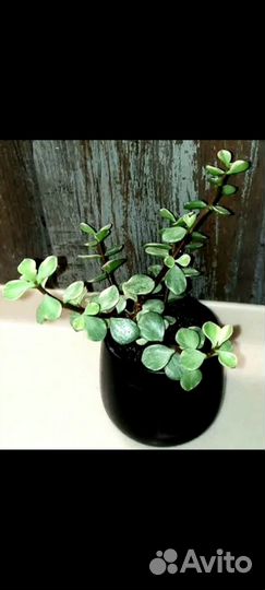 Композиции в кашпо, хавортии