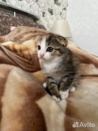 Шотландская вислоухая кошка