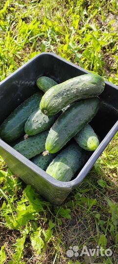 Овощи с грядки