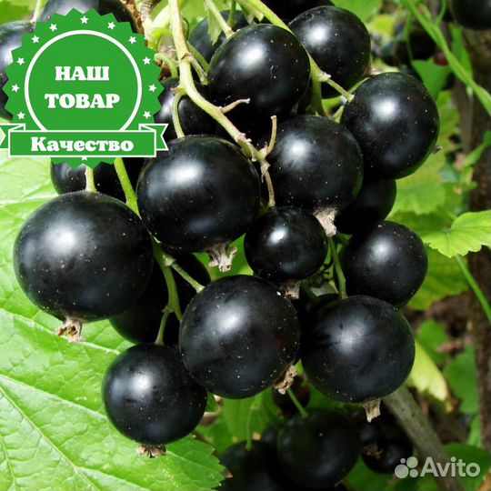 Саженцы смородина черная Ядрёная