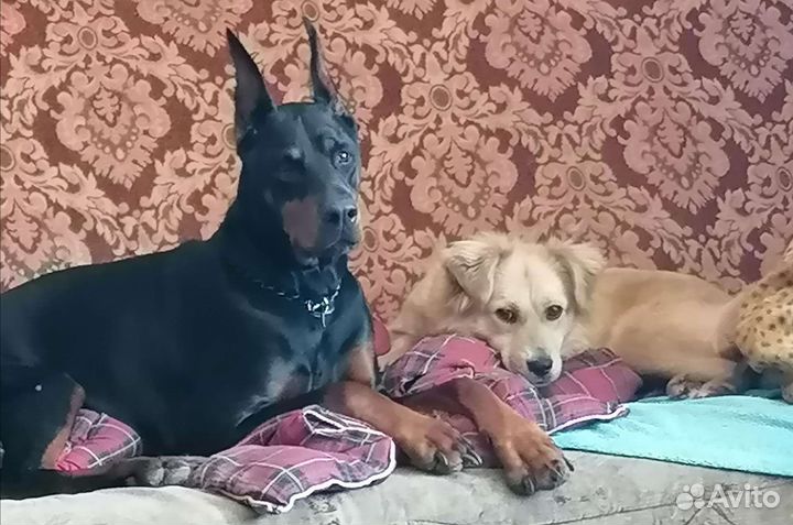 Передержка животных