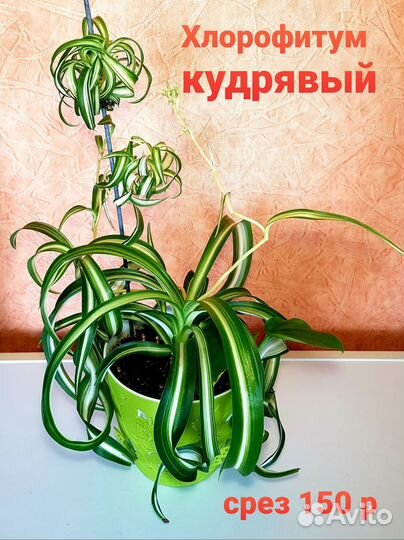 Комнатные растения