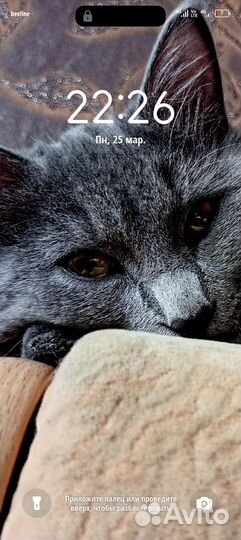 Кот в добрые руки