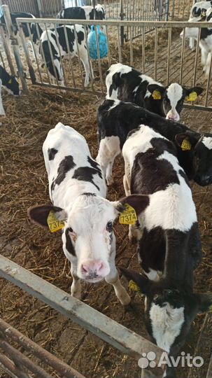 Бычки телята