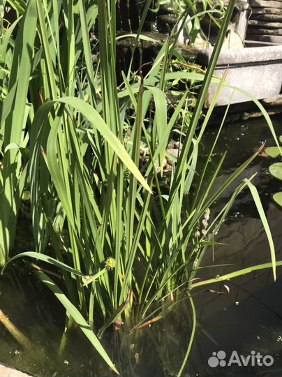 Растения для пруда