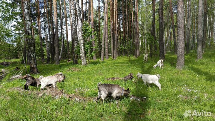 Продам стадо коз, возможен торг