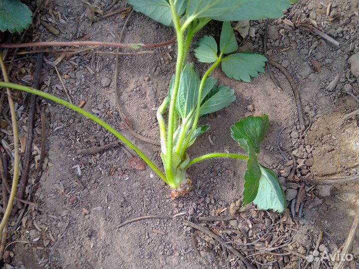 Воздушка клубники Альбион murano