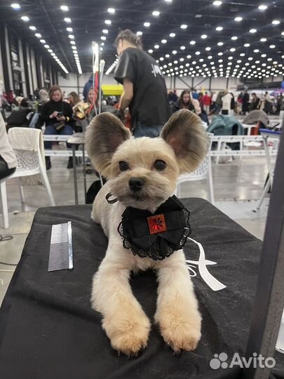 Бесплатная стрижка собак