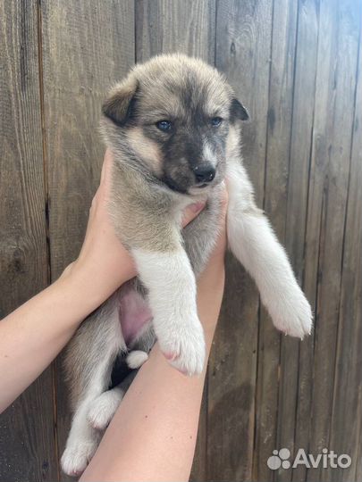 Щенки в добрые руки