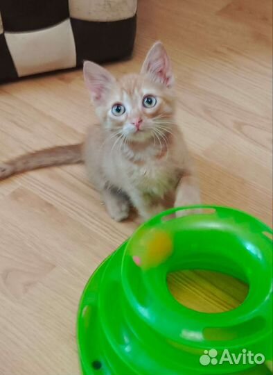 Счастье в дом