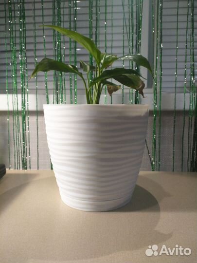 Комнатный цветок