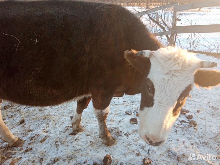Корова стельная дойная