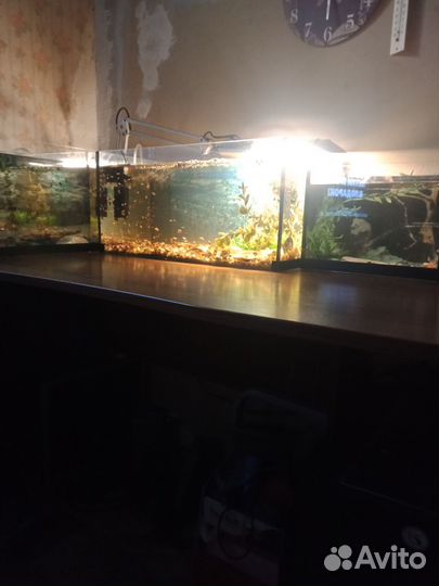 Розовые фламинго мальки