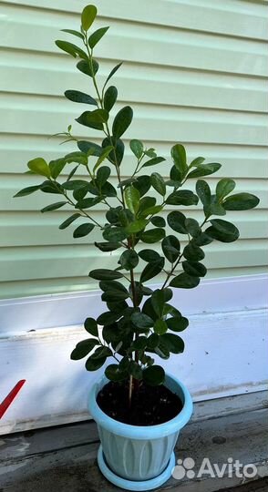 Фикус макламе