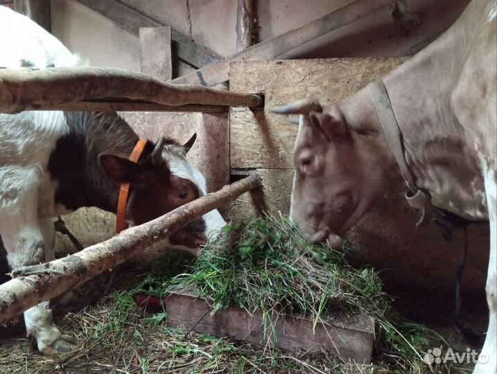 Корова дойная с теленком 3шт