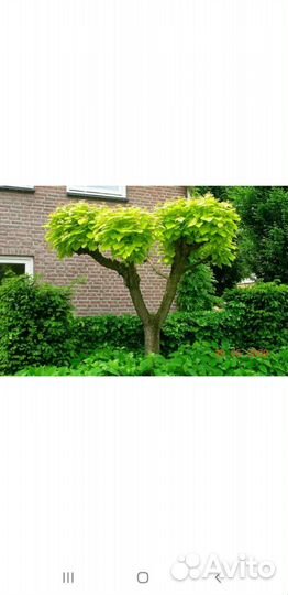 Редкие растения для сада