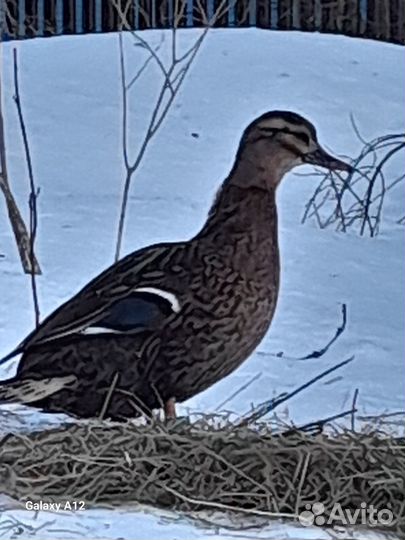 Подсадные утки (аренда)